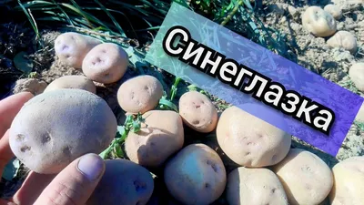 Картофель Синеглазка — купить в интернет-магазине по низкой цене на Яндекс  Маркете