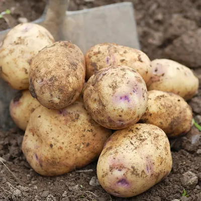 Картофель рассыпчатый «Синеглазка» / 1 кг: купить в интернет-магазине  «Афлора»