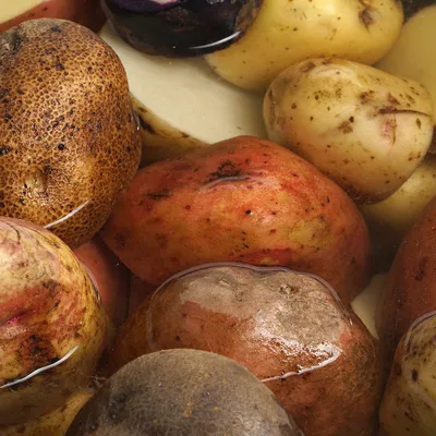 Как выбрать картофель для жарки, пюре и супа - советы | РБК Украина