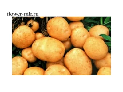 Картофель сорта Тулеевский: плюсы и минусы, урожайность