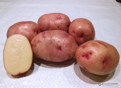 ТОП-7 самых крупных сортов картофеля | На грядке (Огород.ru)