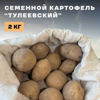 Сельхозпроизводители Дагестана приступили к уборке овощей, плодов и  картофеля | Информационный портал РИА \"Дагестан\"