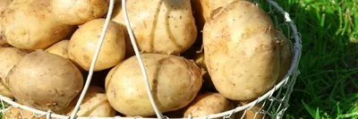 Семена Картофеля Тулеевский – купить в интернет-магазине OZON по низкой цене