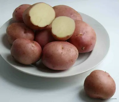 Сорт картофеля \"Тулеевский\" - фото, отзывы и опыт выращивания | Сайт о  саде, даче и комнатных растениях.