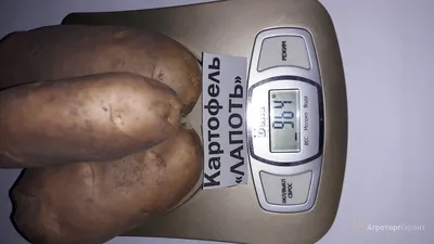 Кузбасский картофель настолько хорош, что его начали подделывать - МК  Кузбасс