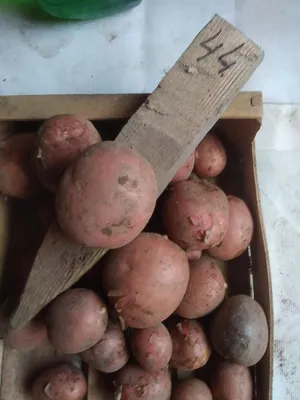 Сбор картофеля. Наш урожай . Сорта кузнечанка, тулеевский, розара, лина -  YouTube