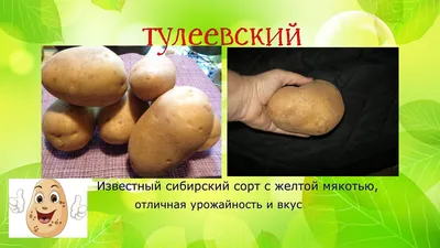 Картофель семенной Тулеевский (репродукция элита), 0,5 кг. | Дачная  Коллекция