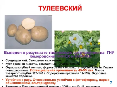 Триумф семенной картофель на весну 2024 Новосибирск