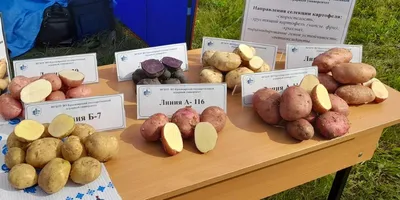 Какой сорт картофеля самый вкусный, ранние сорта картофеля, как сажать  картошку, апрель-май 2022 года - 16 апреля 2022 - НГС