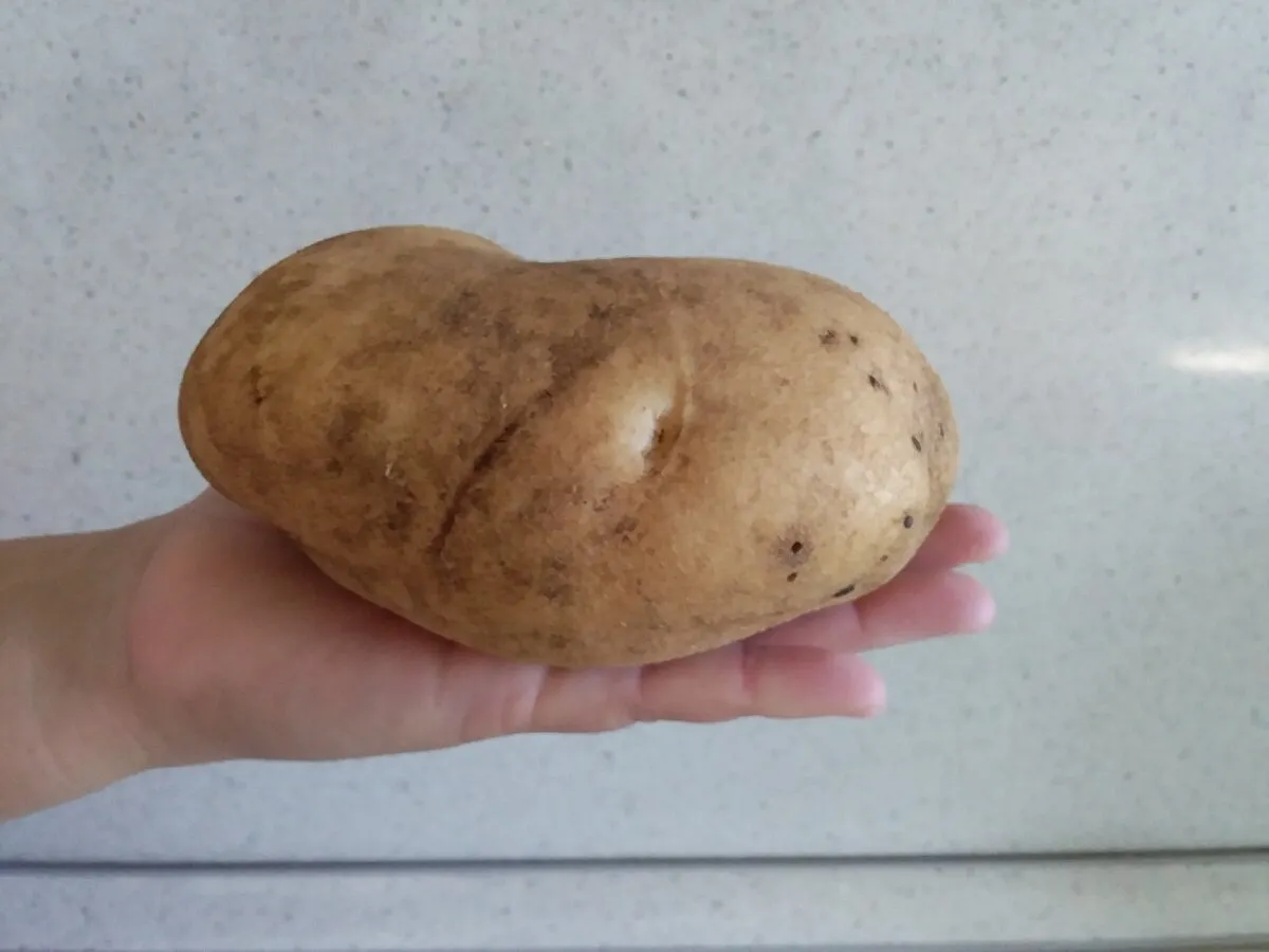 Удача картофель характеристика отзывы