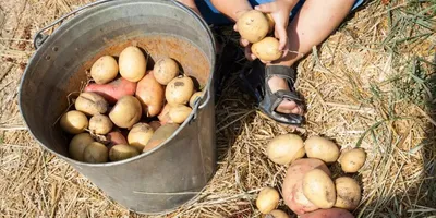 НОВЫЙ СОРТ КАРТОФЕЛЯ - КАЛУЖСКИЙ — статьи на АГРОпрактике