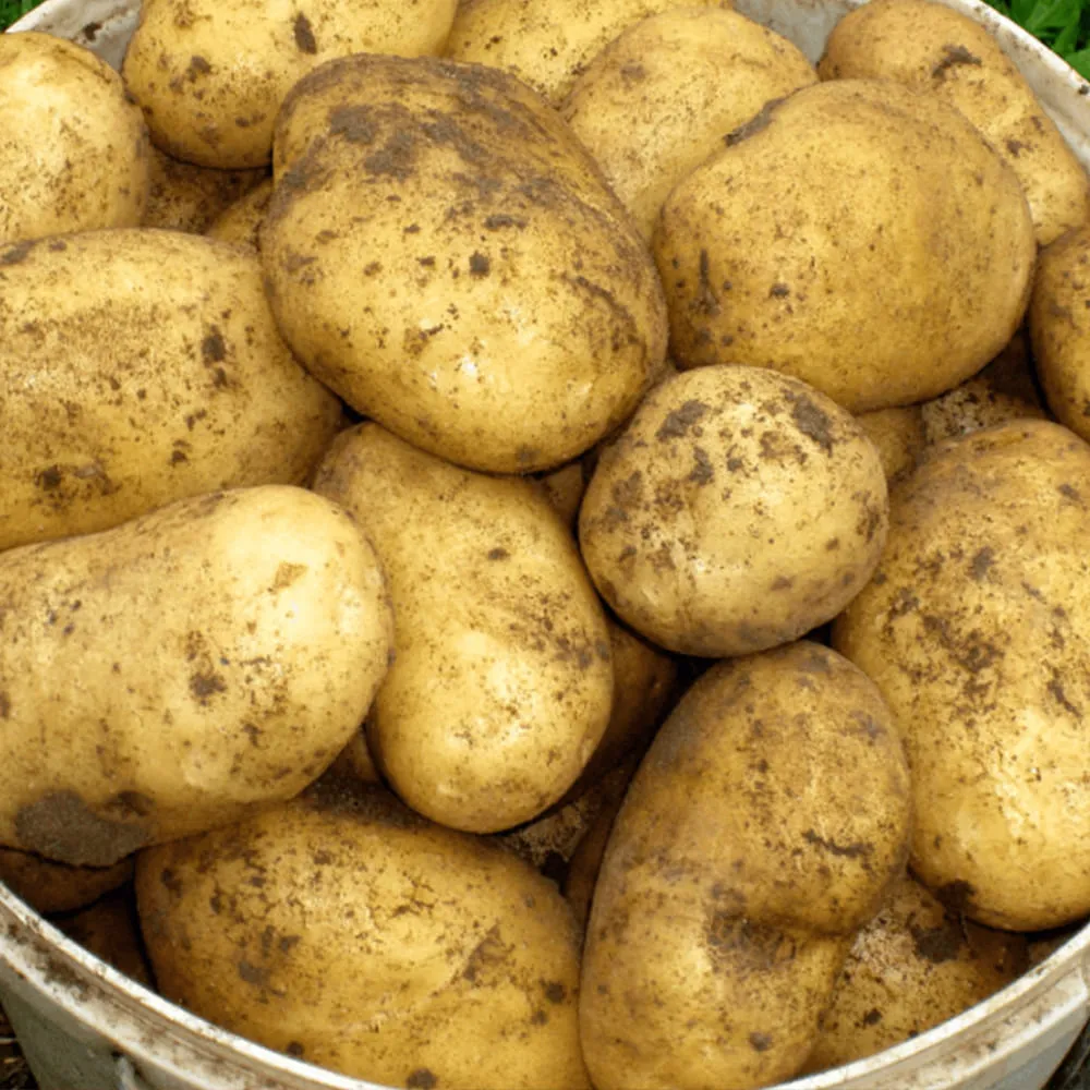 Картофель Гала. Сорт картофеля Гала. Семенной картофель. Сорт Гала. Семена картофеля Гала.