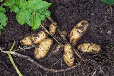 Домашний картофель с бесплатной доставкой по Минску сорт ''Гранада'', цена  0.50 р. купить в Минске на Куфаре - Объявление №207245096