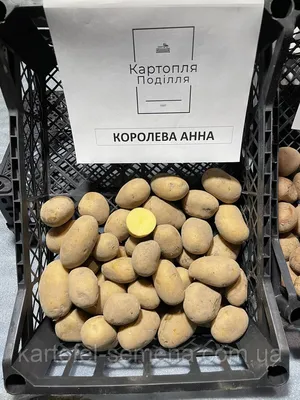 Продам картофель Гранада — Agrotorg