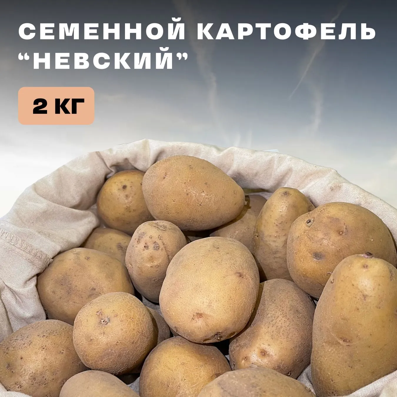 Сорт картофеля гранада отзывы. Семенной картофель. Невская картошка. Картофель семенной Ривьера ранний.