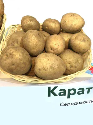 Семенной картофель - купить семена картофеля в Украине | Насіння Експерт