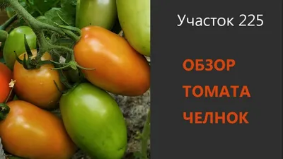 Семена Томат Челнок (1997 г.) купить в интернет-магазине ФОНД СССР с  доставкой по России