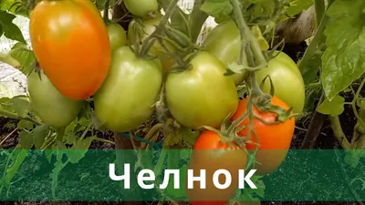 Томаты Агрофирма Аэлита Томат - купить по выгодным ценам в  интернет-магазине OZON (1276026071)