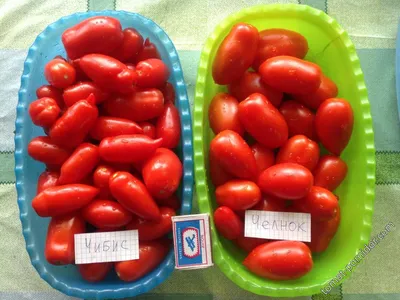 Челнок - Ч — сорта томатов - tomat-pomidor.com - отзывы на форуме | каталог