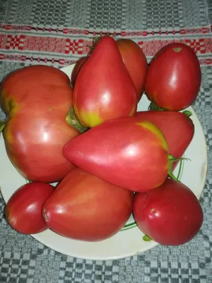 Сорт помидор мазарини фото фото