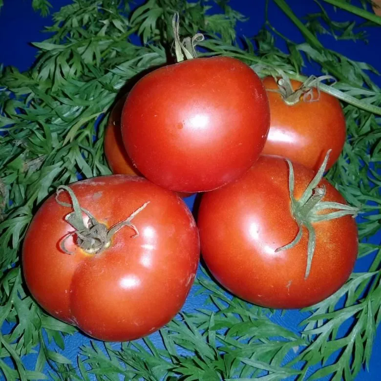 Семена помидор монгольский карлик