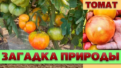 Томат Загадка природы: описание, ОТЗЫВЫ (65), фото, урожайность