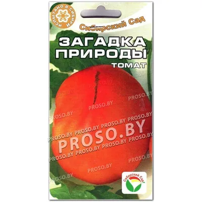 Микадо черный,Загадка природы,Киви.Пузата хата.Семена помидор: 2 грн. - Сад  / огород Белая Церковь на Olx