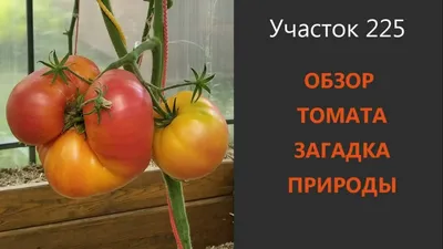 Томаты Загадка природы, Искры пламени , Хурма- обзор и дегустация - YouTube