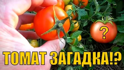 Томат \"Загадка природы\": купить в Одессе, Киеве и Украине - Agro-Market