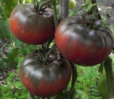 Сорта черных помидор фото фото