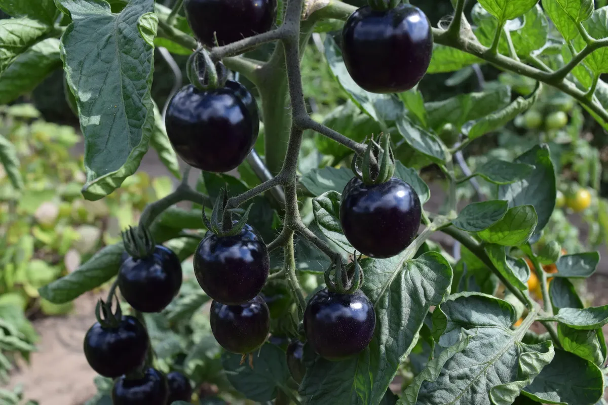 Как выглядят черные помидоры. Томат Блэк Бьюти. Соланум черный помидоры. Сорта черных томатов. Чёрные помидоры сорта.