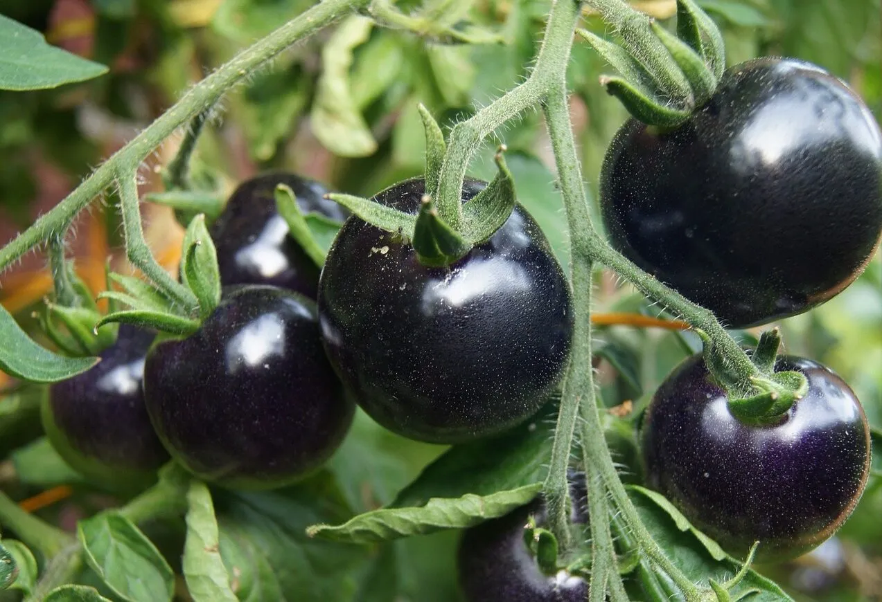 Как выглядят черные помидоры. Томат звездопад f1. Черные томаты. Черные томаты сорта. Чёрные помидоры сорта.