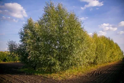 Крупномерные деревья - Сорта ивы | компания Маково в Новосибирске