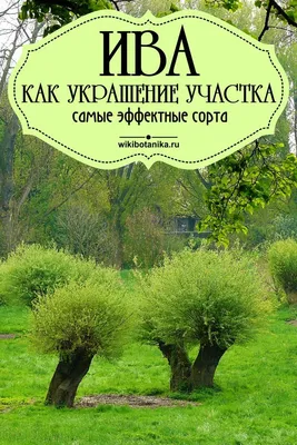 Ива как украшение участка. Самые эффектные сорта | Современный ландшафт,  Садовые контейнеры, Ландшафт