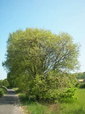 Ива ползучая, salix repens