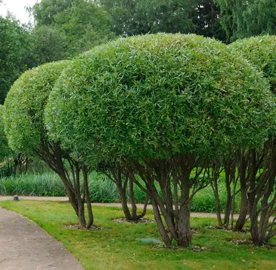 Ива удская, salix udensis