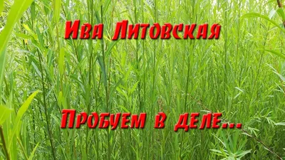 Иву Hakuro Nishiki (Хакуро Нишики) можно купить недорого с доставкой в  питомнике Любвитский