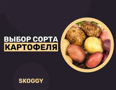 Суперранние сорта картофеля: виды и сорта - Agro-Market24