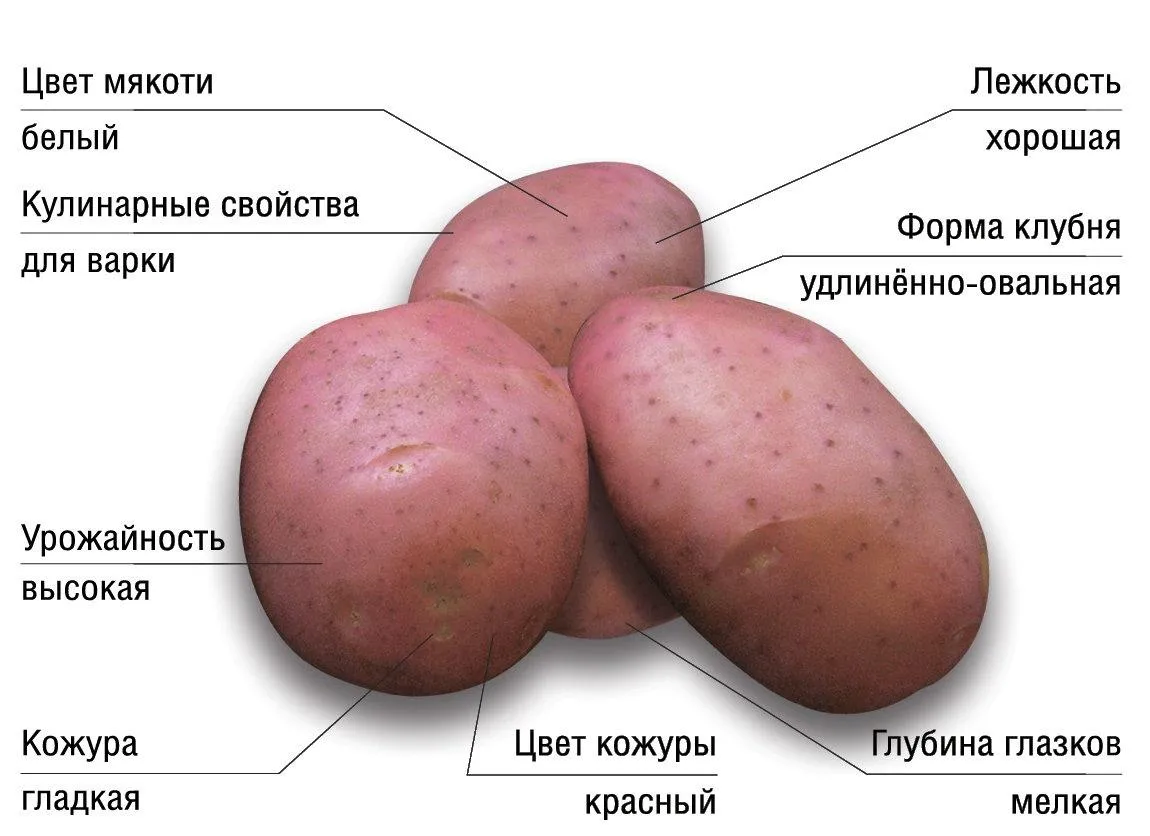 Картофель легенда описание сорта