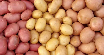 Какие сорта картофеля дают самый ранний и вкусный урожай | НПО «Сады  России» — когда сад в удовольствие! | Дзен