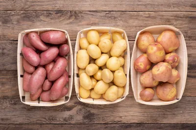 Картофель Седек картофеля, картофель Седек. - купить по выгодным ценам в  интернет-магазине OZON (841152241)