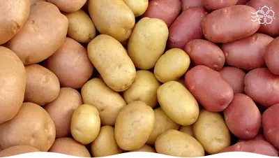 Выбор картошки для жарки по цвету кожуры оказался мифом - МК