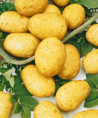 Новый сорт картофеля вывели на Урале - Агротайм