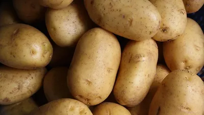 Картофель Семена СеДек Картофель - купить по выгодным ценам в  интернет-магазине OZON (830711656)
