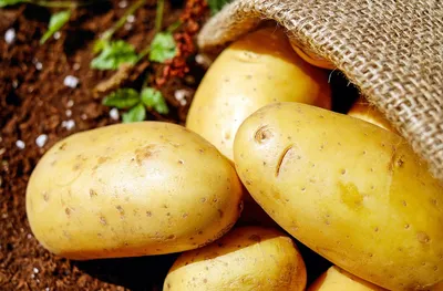 Картофель с жёлтой и белой мякотью - Сорт картофеля Виктория