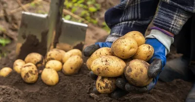 7 сортов картофеля с гигантскими клубнями: высокая урожайность, вес одной  картошки — от 250 граммов
