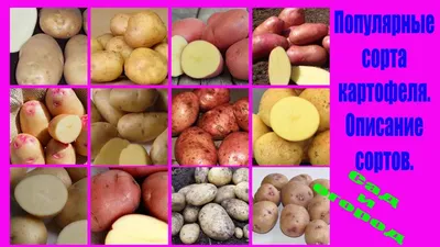 Картофель: редкие и необычные сорта. Овощ для салата, супа, жарки |  Высоцкая Life