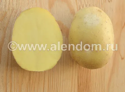 Популярные сорта картофеля. | ВКонтакте