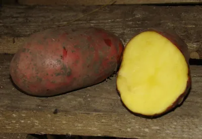 Сорта картофеля с красной кожурой и желтой мякотью