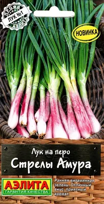 Какие сорта лука дают самую нежную и сочную зелень | НПО «Сады России» —  когда сад в удовольствие! | Дзен